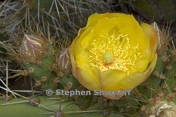 opuntia aff prolifera 2 graphic